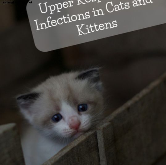 Infekcie horných dýchacích ciest u mačiek a mačiatok
