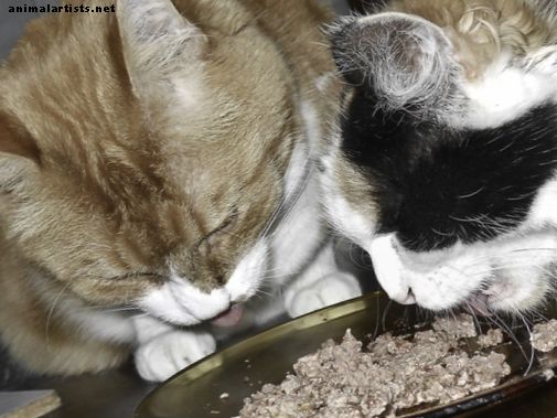 ¿Qué tipo de comida para gatos es mejor: húmeda o seca?