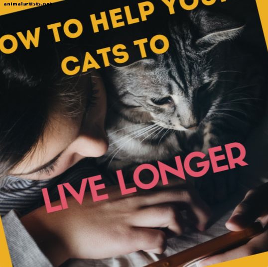 Pisici - Cum să vă ajutați pisica să trăiască mai mult timp