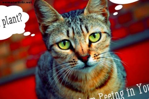 Πώς να σταματήσει η γάτα σας από Peeing στο σπίτι - Γάτες