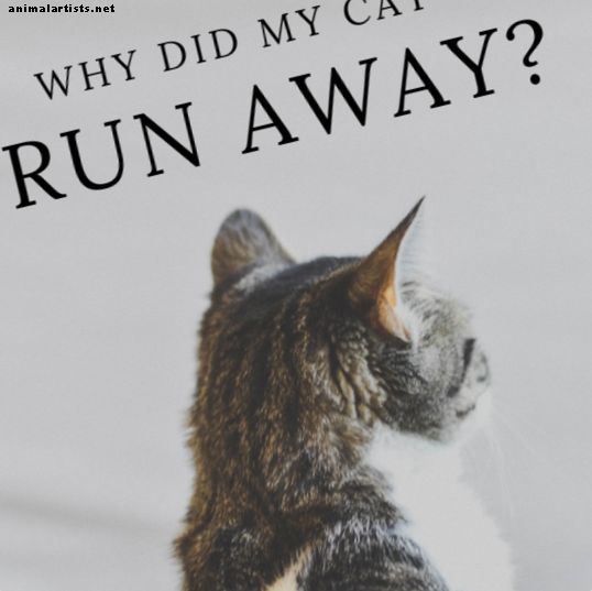 Hvorfor forlater katter hjemmefra eller løper bort og ikke kommer tilbake?