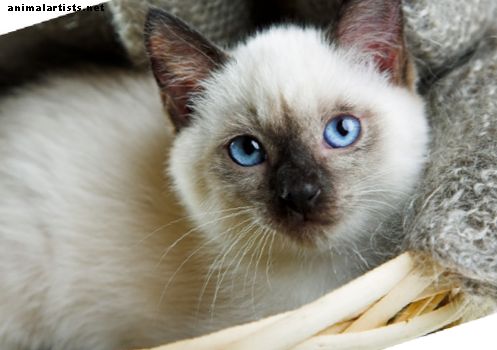 60 Sassy sijamskih imena mačaka - mačke
