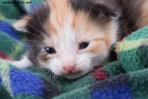 Cómo cuidar a los gatitos callejeros: una guía para criar gatitos salvajes - Gatos