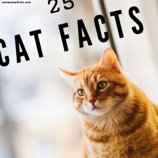 बिल्लियों के बारे में 23 आकर्षक तथ्य - बिल्ली की