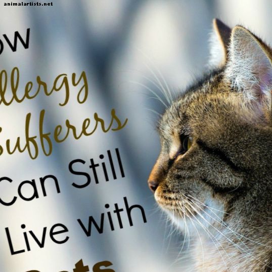Как страдащите от алергия все още могат да живеят с котки