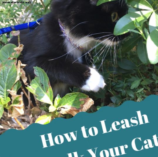 Kā apmācīt savu kaķi staigāt pavadas vai kaķu zirglietā