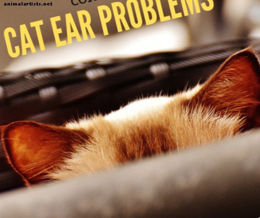 مشاكل الأذن القط - القطط