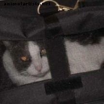 Bewertung: Mein liebster, von der Fluggesellschaft zugelassener Katzentransporter