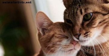 Prvi nasveti za lastnike mačk: Nasveti in pripomočki za osrečevanje vašega kožuhastega prijatelja v njihovem novem domu - Mačke