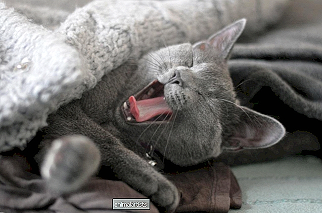 4 razones extrañas (¡pero ciertas!) por las que a los gatos les gustan las mantas