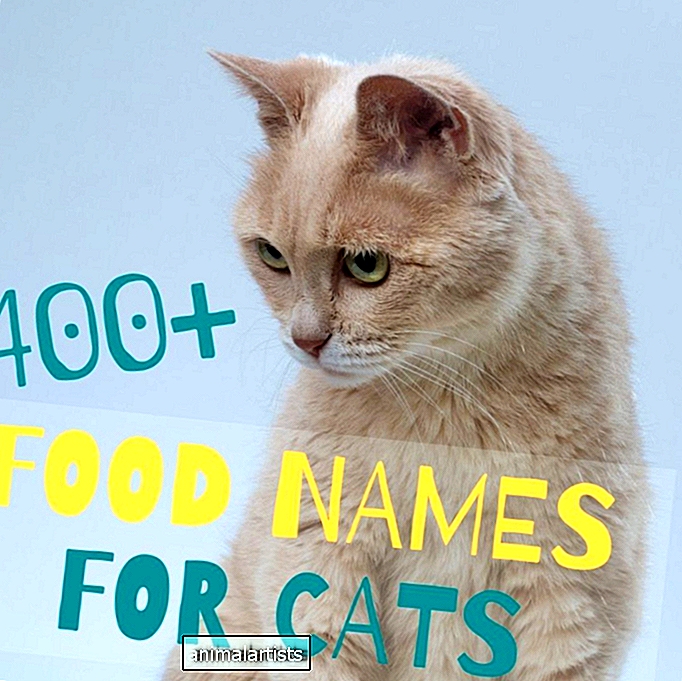 400+ schattige voedselnamen voor katten