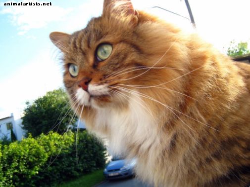 14 mejores razas de gatos hipoalergénicos para personas con alergias - Gatos
