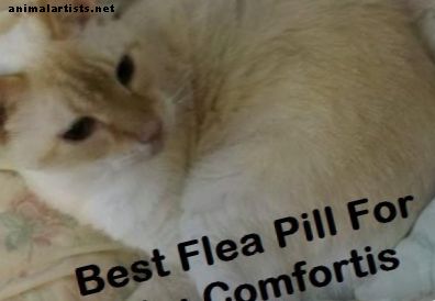Cómo dar a un gato Comfortis pastillas para pulgas - Gatos