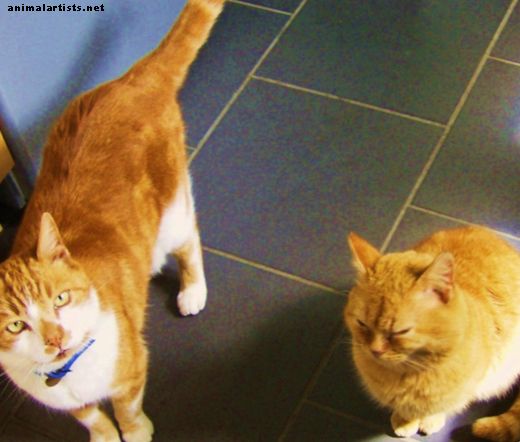 Pięć sposobów na powstrzymanie kotów przed robieniem zakupów poza kuwetą - Koty