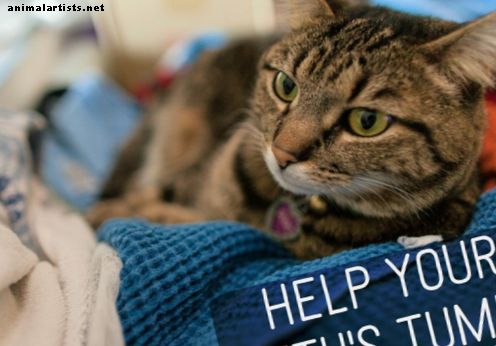 Domáce opravné prostriedky pre žalúdok rozrušený vašej mačky - mačky
