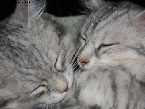 Γάτες - Η ζωή με τις σιβηρικές γάτες: Η εμπειρία μου με την υιοθεσία