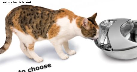 Kaip išsirinkti geriausią katės vandens fontaną - Katės