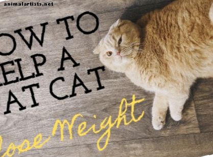 6 módszer a beltéri macskák zsírcsökkentésére