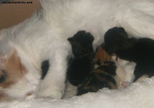 Новородени котенца: какво трябва да знаете