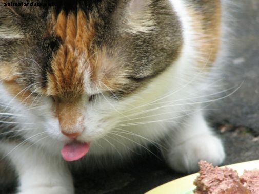 Kako izbrati najboljšo hrano za svojega mačka