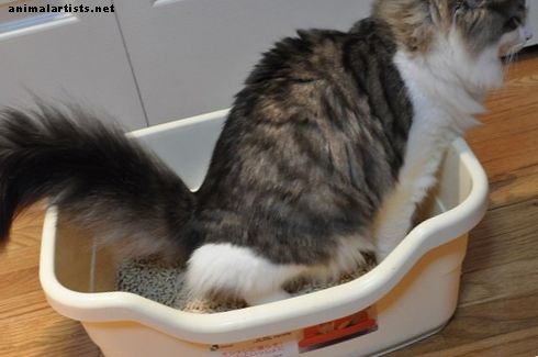 Cómo prevenir los problemas de la caja de arena en los gatos - Gatos
