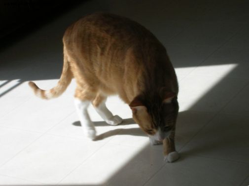 Mačke - Kako ustaviti mačko, da ne piči v hiši