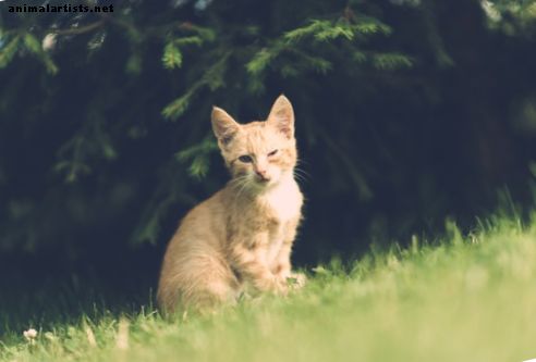 Gatos - 7 maneras de deshacerte de las pulgas de tu gato