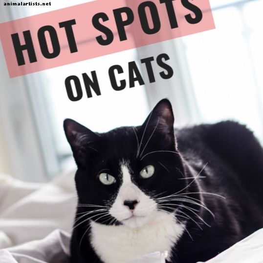 Chats - Comment se débarrasser des points chauds sur les chats