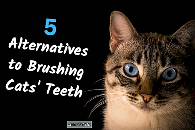 5 świetnych alternatyw dla szczotkowania zębów kotów
