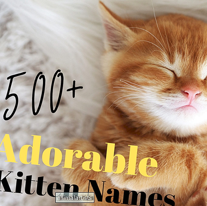 500 ljubkih imen mačjih mladičev
