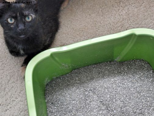 Hvordan Litter Box trene en stray kattunge - katter