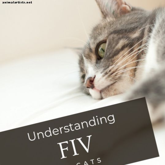 Kačių kačių imunodeficito virusas (FIV)