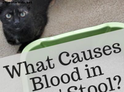 ¿Qué causa la sangre en las heces de los gatos? - Gatos
