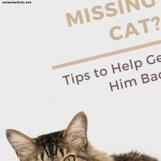 10 noderīgi padomi, kā atrast pazudušu vai pazudušu kaķi