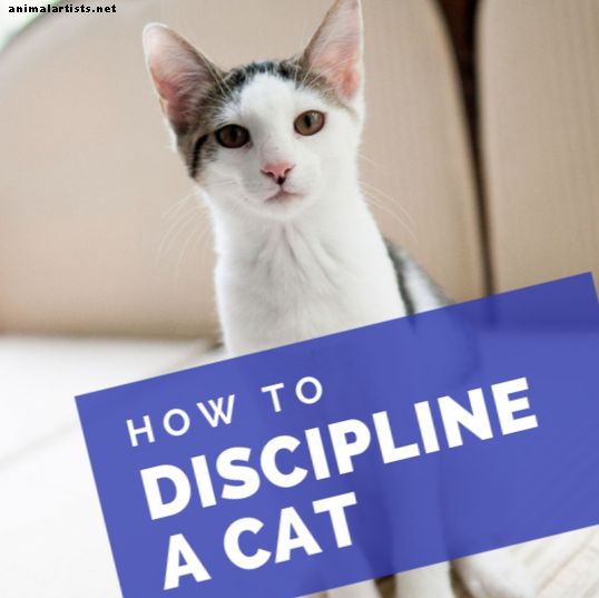 Koji je najbolji način za discipliniranje mačke?  Savjeti roditelja mačke