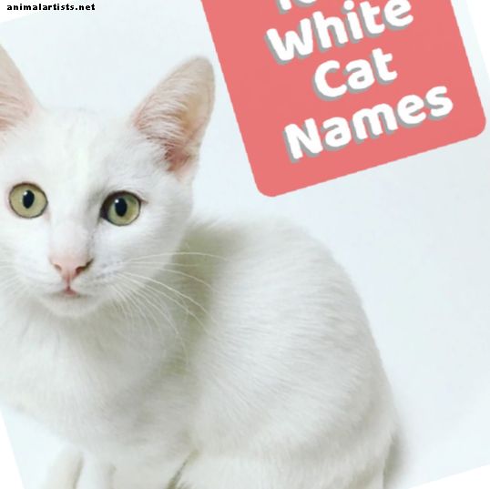 100+ Uvanlige og unike navn på hvite katter og kattunger
