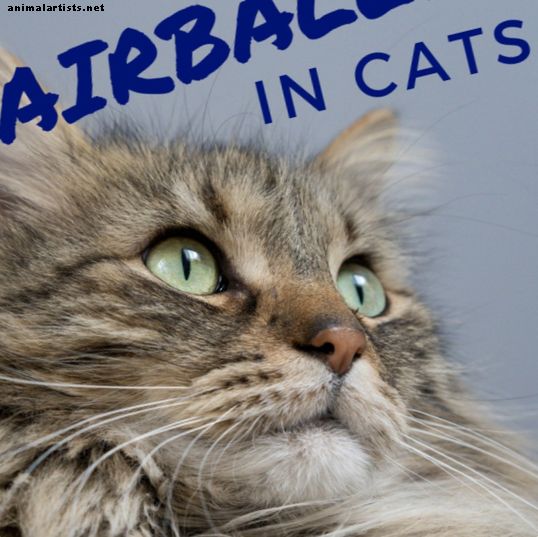 Hairballs σε γάτες: Αιτίες, διορθωτικά μέτρα, και πώς να τους αποτρέψει - Γάτες