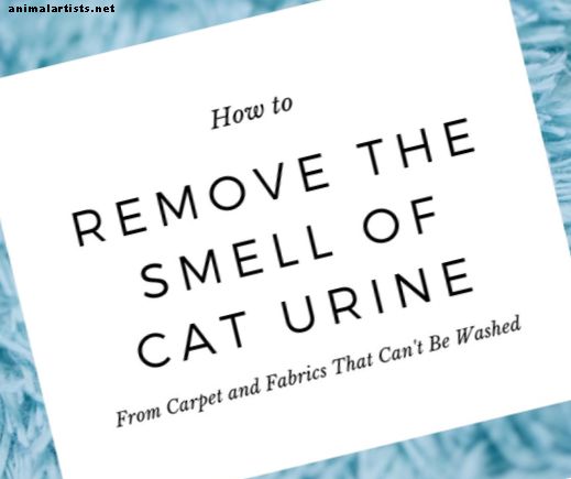 Cómo deshacerse del olor a orina de gato - Gatos