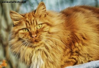 Čo vy a vaša mačka potrebujete vedieť o mačacej chrípke - mačky