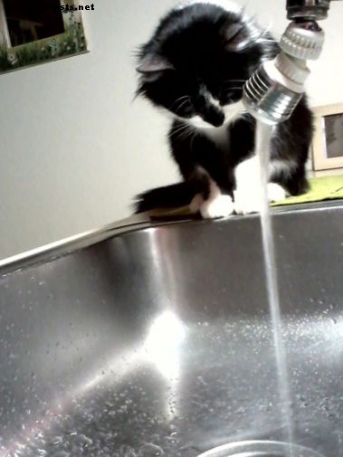क्यों पानी नल से पीने की तरह बिल्लियाँ?
