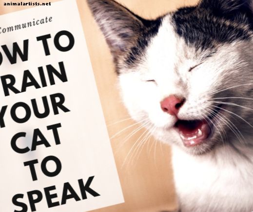Entrenamiento de gatos: cómo enseñar a tu gato a hablar - Gatos