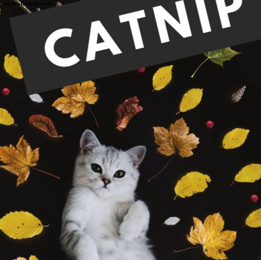 Como o Catnip funciona e os gatos gostam dele?