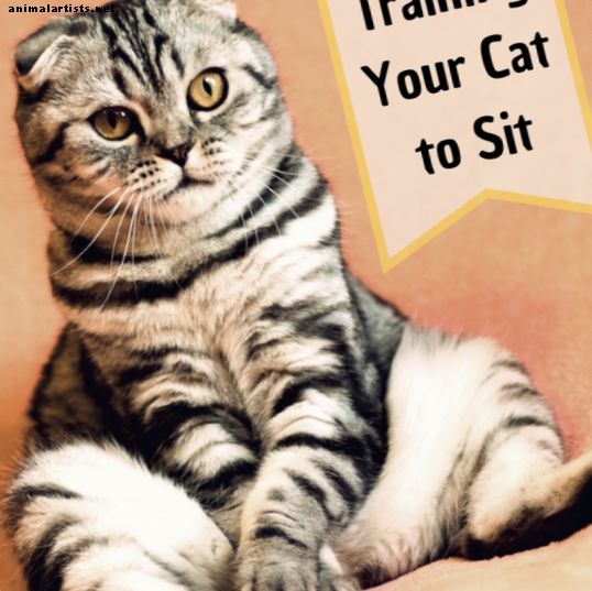 Kaķu apmācība: kā iemācīt kaķim sēdēt