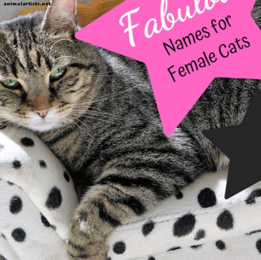 Kitty-Namen: 40 fabelhafte Namen für weibliche Katzen