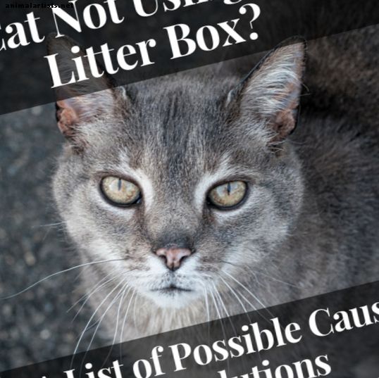 13 razones por las que un gato no está usando la caja de arena (con soluciones)