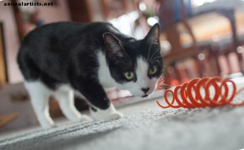 बिल्ली की - कैसे घरेलू वस्तुओं से अपनी खुद की घर का बना बिल्ली के खिलौने बनाने के लिए