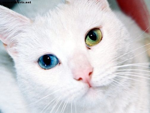 mačke - Znakovi da vaša mačka može imati problema s očima
