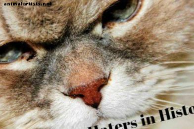 Cat Haters: personas famosas en la historia a las que no les gustaban los gatos - Gatos