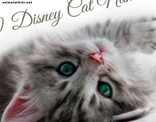50 Disney Cat név