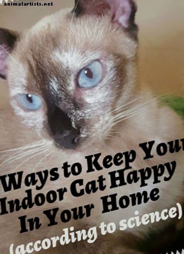 5 veidi, kā padarīt jūsu iekštelpu kaķi laimīgu - Kaķi